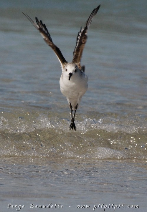 2009-01-04 10-51-39__MG_9650.JPG